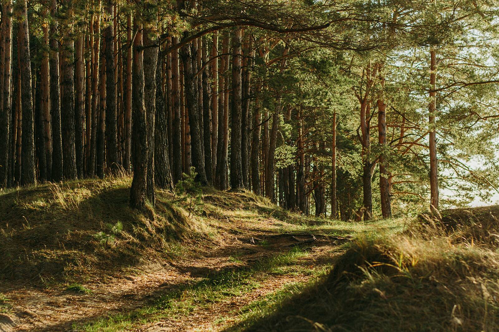 Öffnet die Seite 'Waldbaden – Entschleunigung und Achtsamkeit im Grünen'